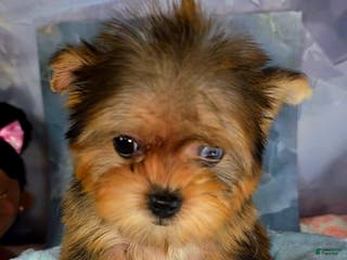 Yorkshire Terrier dogs Yorkshire Terrier Puppy 1 - Ad 29