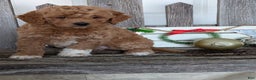 Goldendoodle dogs for sale: Goldie  - Ad 4