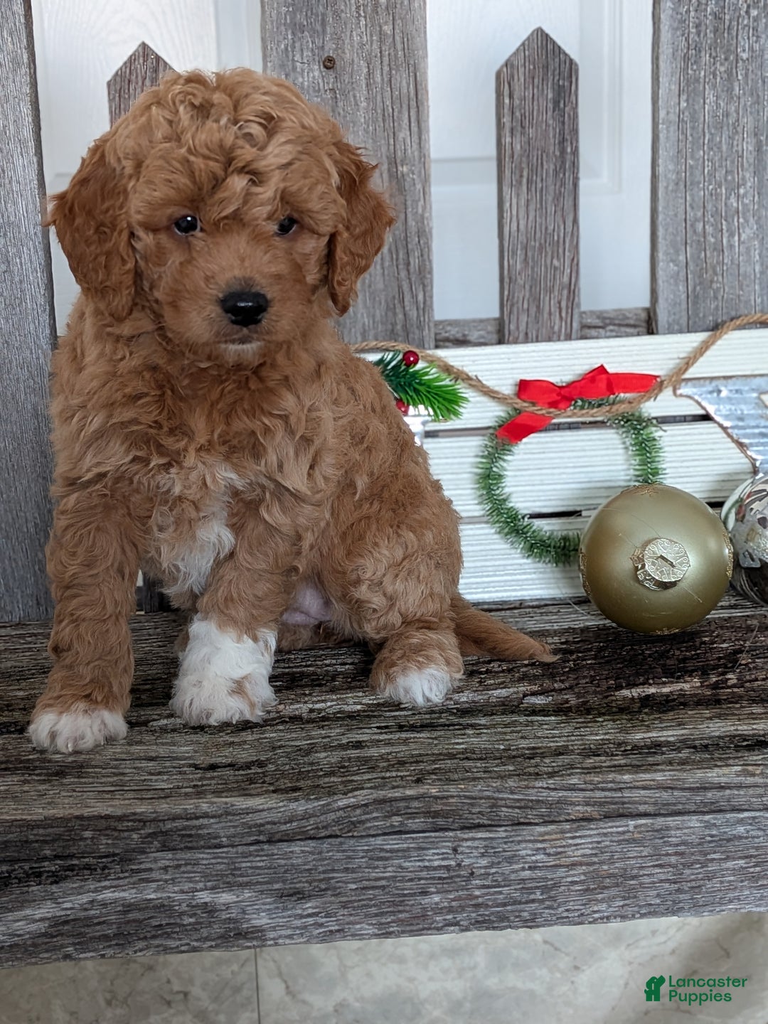 Goldendoodle dogs for sale: Goldie  - Ad 4