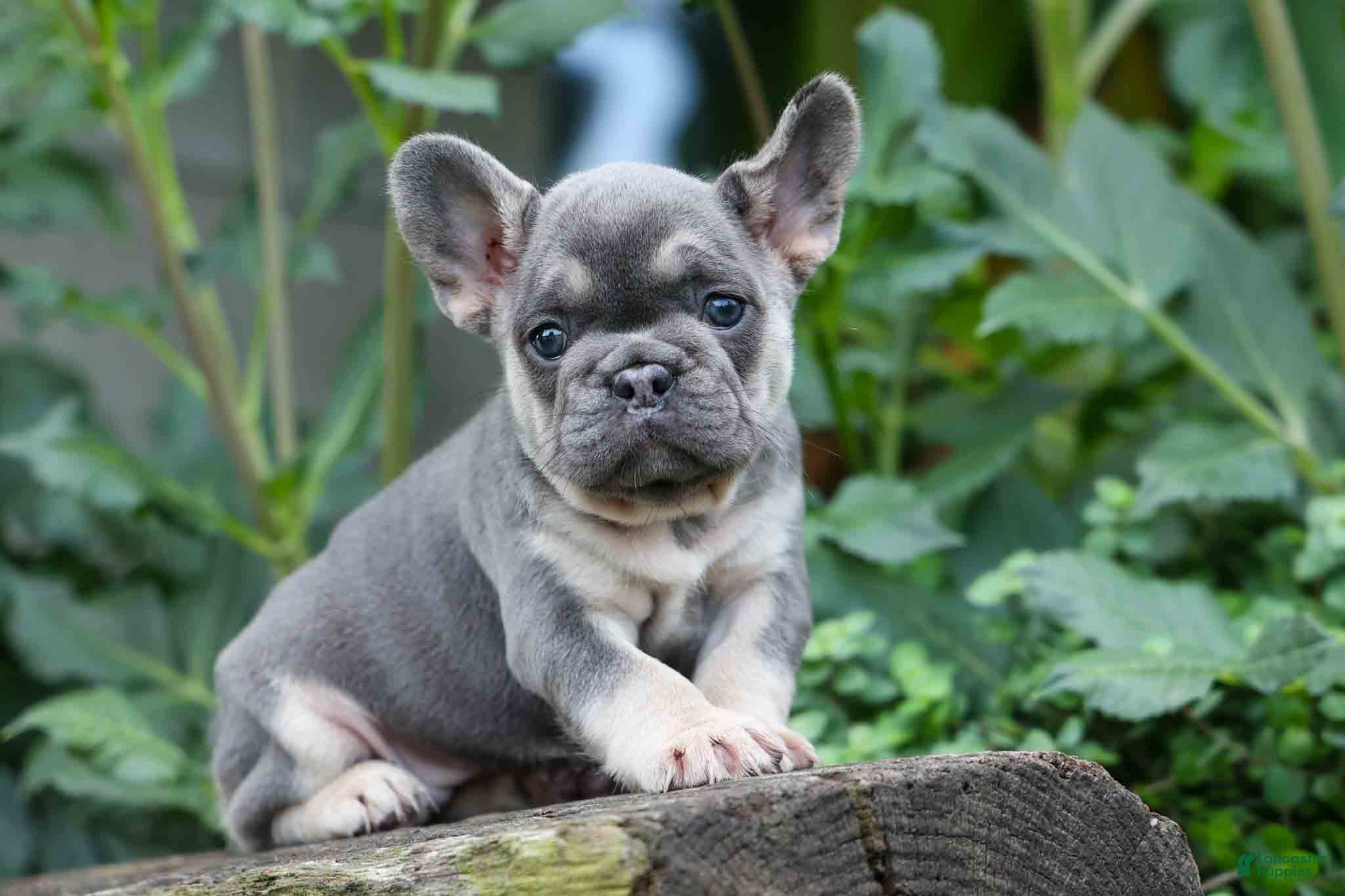 French Bulldog dogs  Flora Jane 🩷 - Ad 2