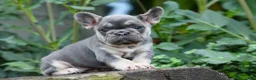 French Bulldog dogs for sale:  Flora Jane 🩷 - Ad 2