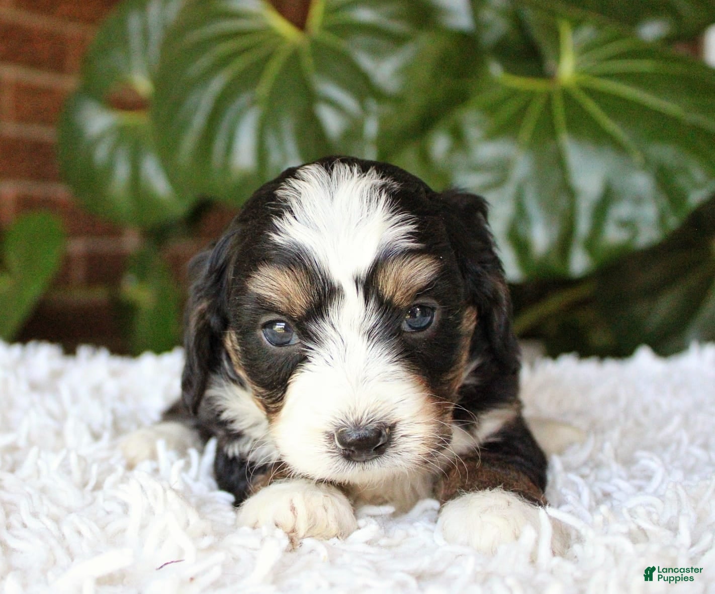 Mini Bernedoodle dogs Molly - Ad 1