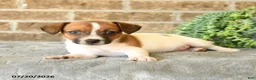 Jack Russell Terrier dogs for sale: Gina - Ad 2