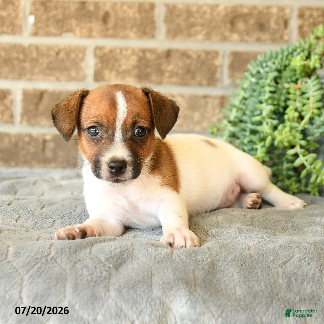 Jack Russell Terrier dogs for sale: Gina - Ad 2