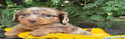 Dachshund dogs for sale: Colby - Ad 2