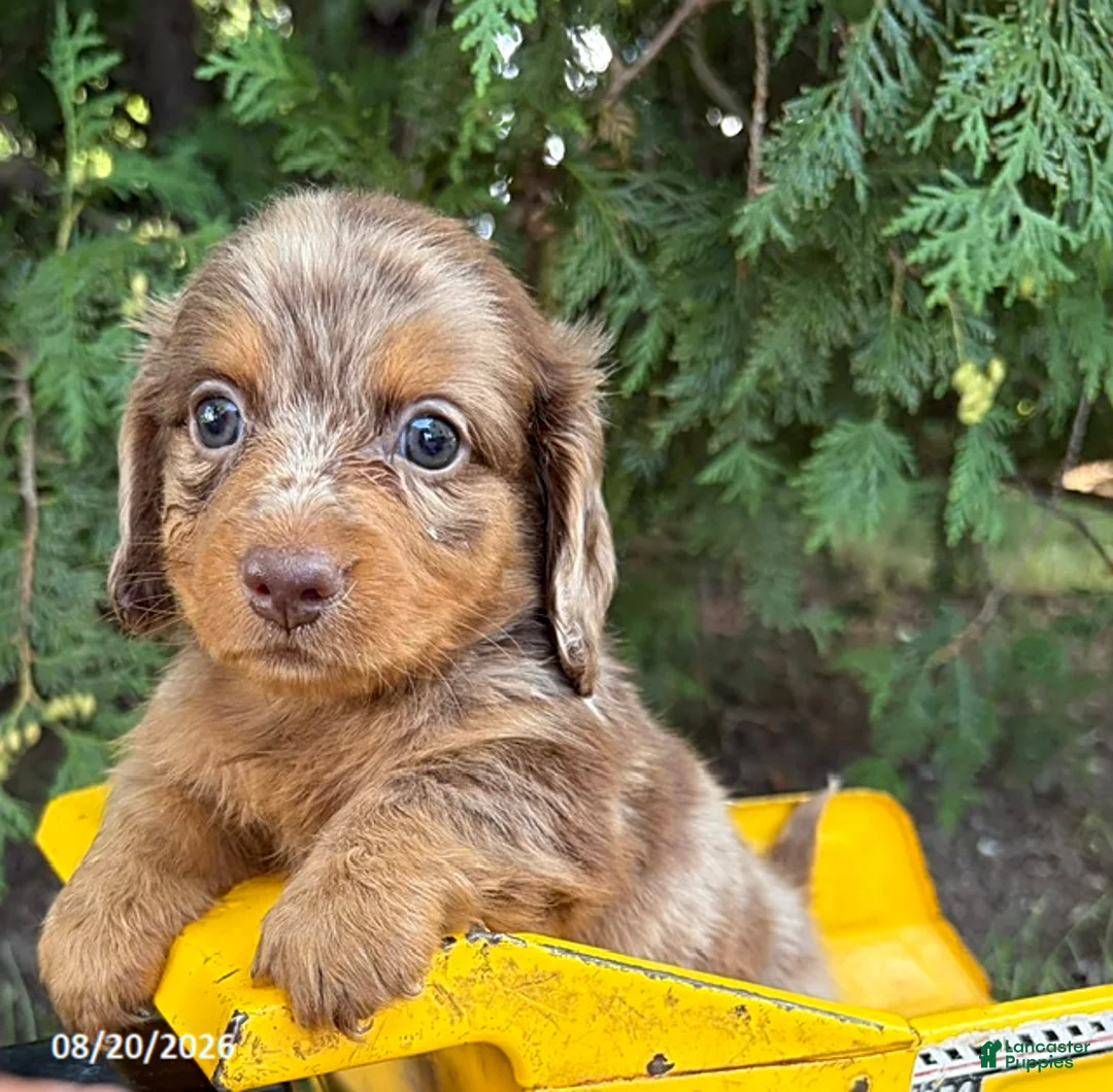 Dachshund dogs for sale: Colby - Ad 2