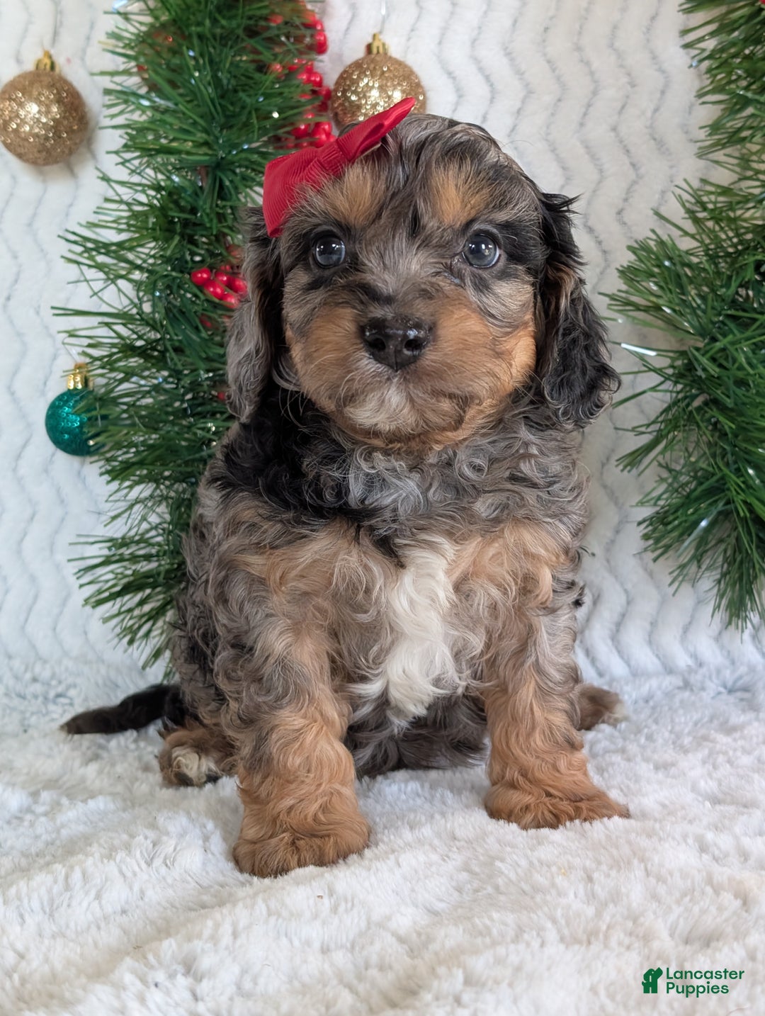 Cavapoo dogs for sale: Bluey - Ad 9