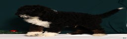Mini Bernedoodle dogs for sale: Alvin - Ad 3