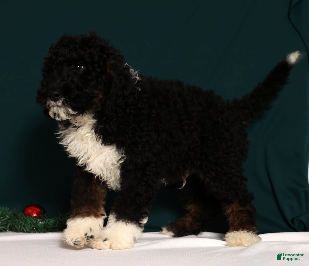 Mini Bernedoodle dogs for sale: Alvin - Ad 3