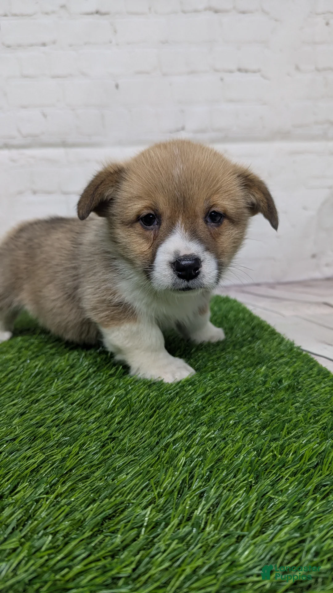 Welsh Corgi Pembroke dogs for sale: Molly - Ad 3