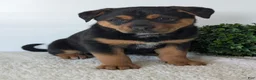 Mixed Breed dogs for sale: Luna - Ad 13