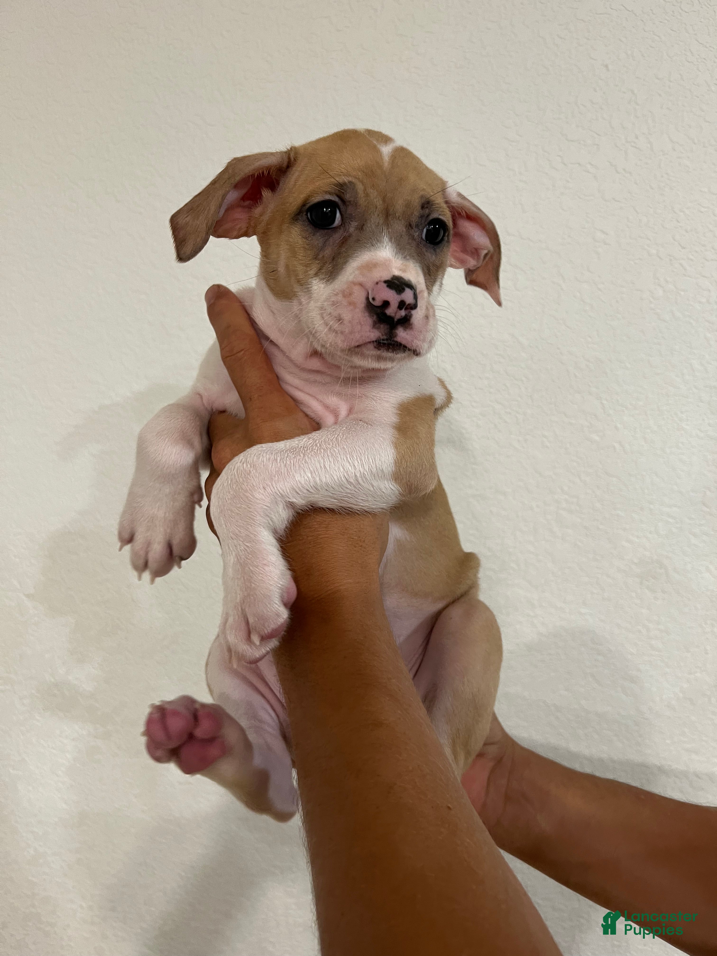 Mixed Breed dogs NINJIA turtle  - Ad 1