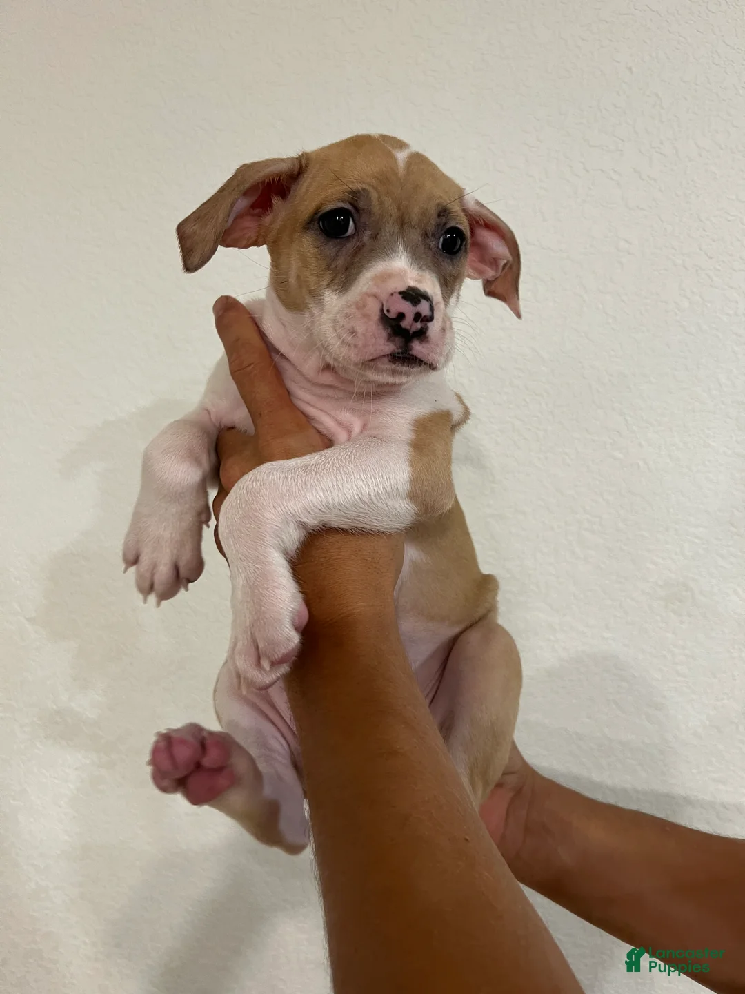 Mixed Breed dogs for sale: NINJIA turtle  - Ad 1