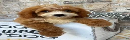 Mini Bernedoodle dogs for sale: Beaver - Ad 3