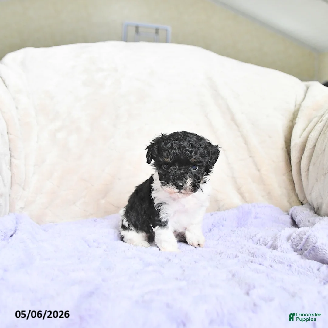Toy Poodle dogs for sale: Brody - Ad 1