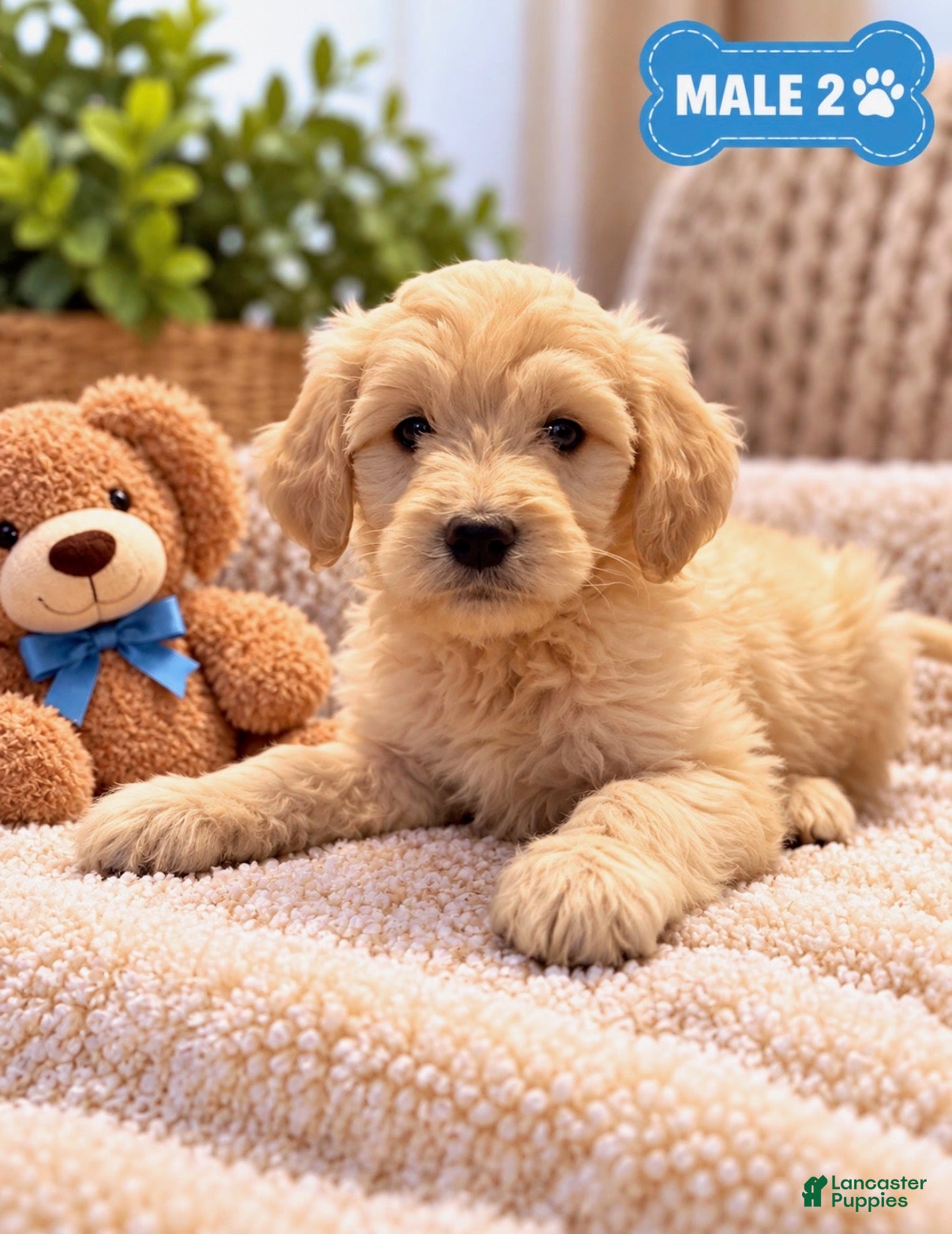 Mixed Breed dogs Bear  - Ad 1