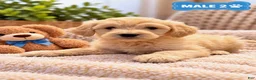 Mixed Breed dogs for sale: Bear  - Ad 1