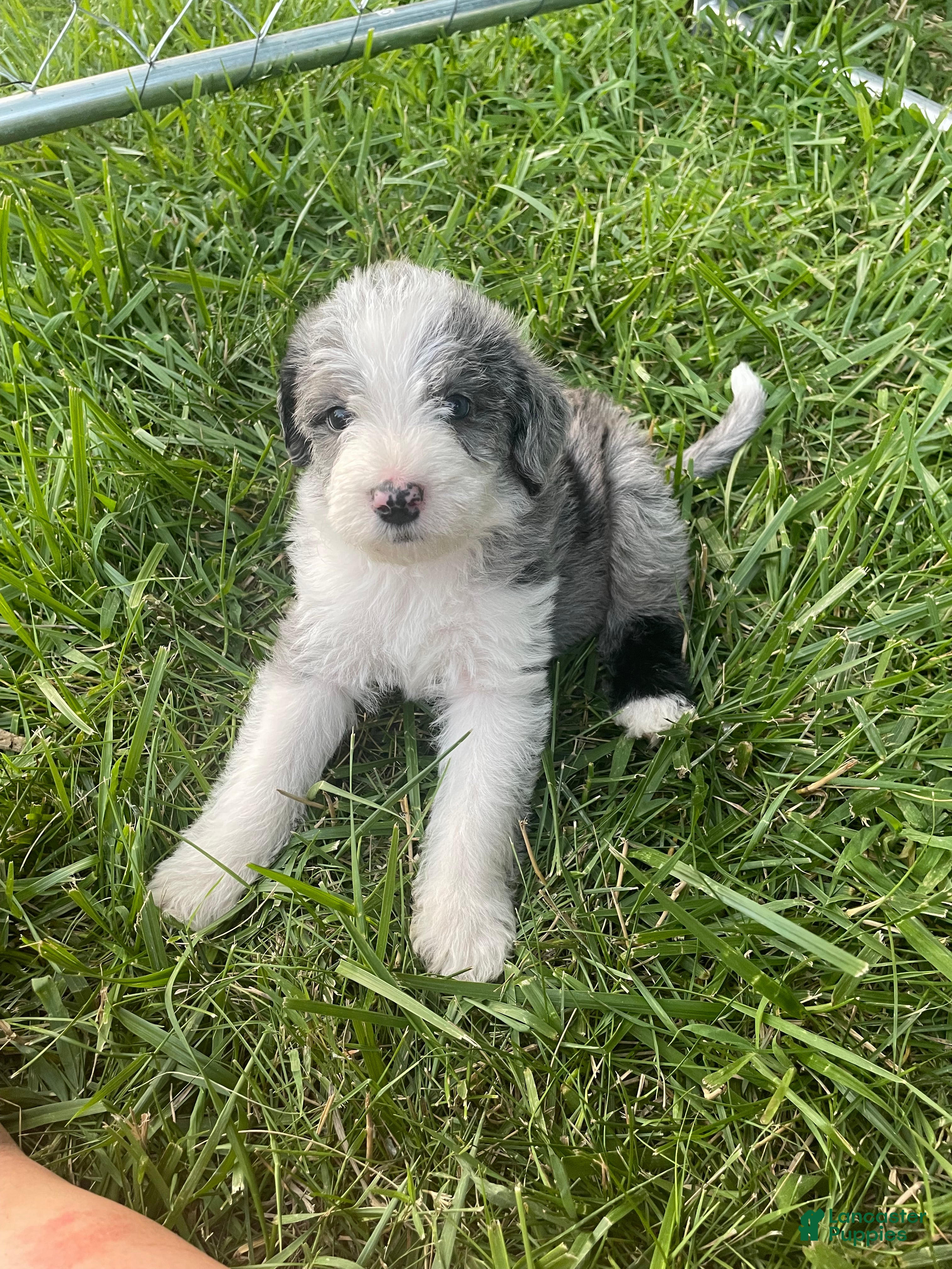Aussiedoodle dogs Poppy and Peter  - Ad 11