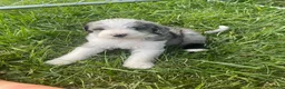 Aussiedoodle dogs for sale: Poppy and Peter  - Ad 1