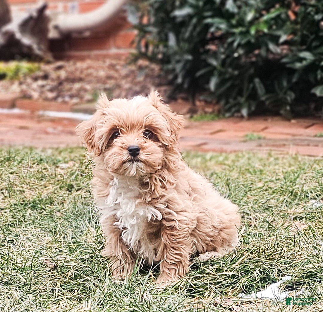 Cavapoo dogs for sale: Zack - Ad 3