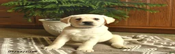 Labrador Retriever dogs for sale: Gwen  - Ad 2