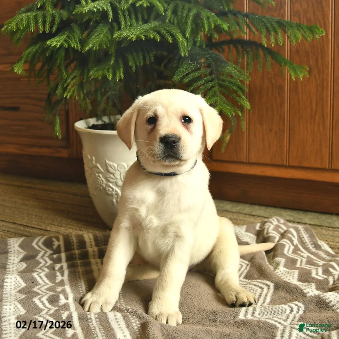 Labrador Retriever dogs for sale: Gwen  - Ad 2