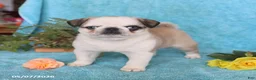 Pug dogs for sale: Brownie - Ad 3
