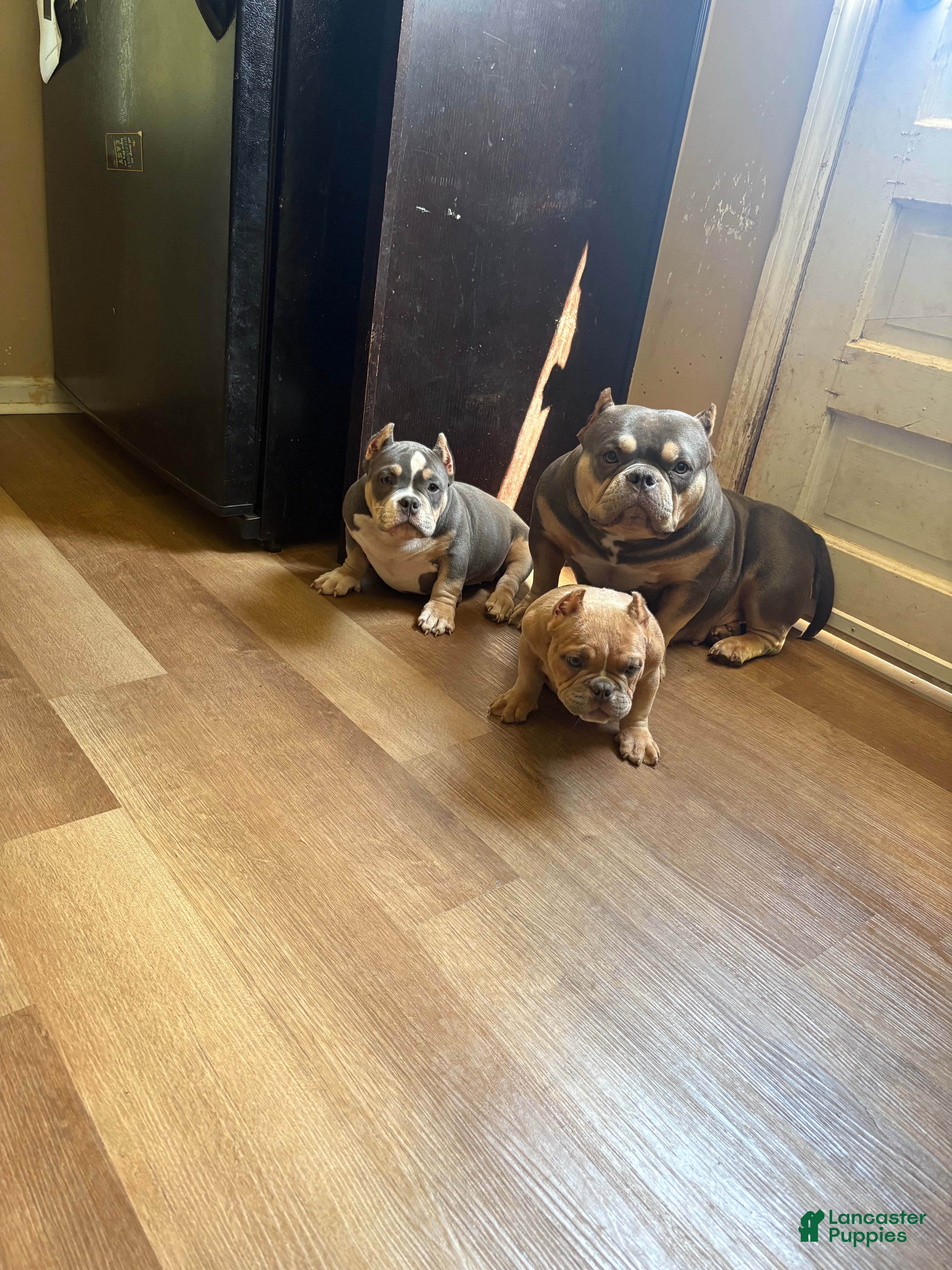 American Bully dogs American Bully Puppy 2 - Ad 33