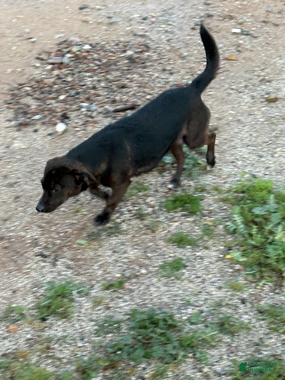 Mixed Breed dogs for sale: Mixed Breed Puppy 4 - Ad 8