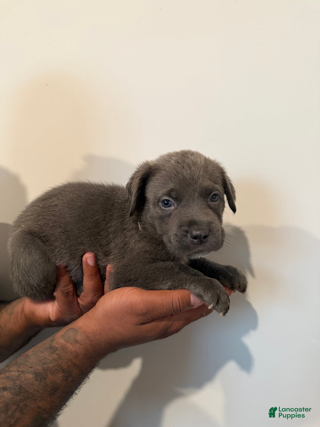 Cane Corso dogs for sale: Thanos - Ad 5