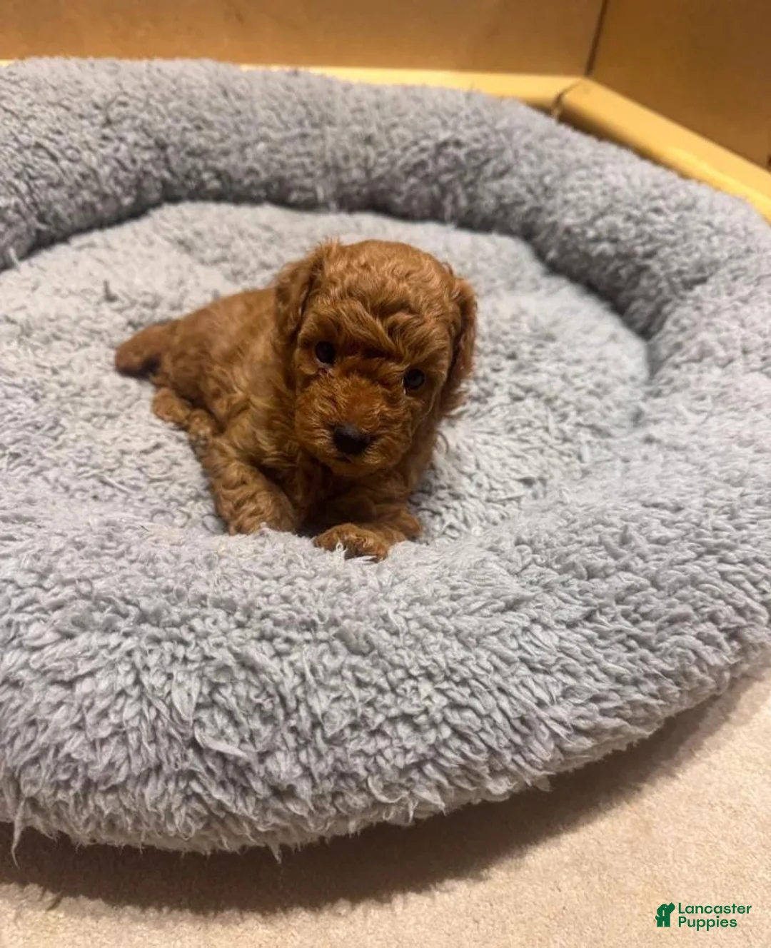 Maltipoo dogs for sale: Maya - Ad 10