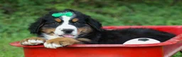 Bernese Mountain Dog dogs for sale: SCOUT - Ad 7