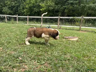 Saint Bernard dogs Martin - Ad 32