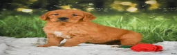 Golden Retriever dogs for sale: Sugar - Ad 2