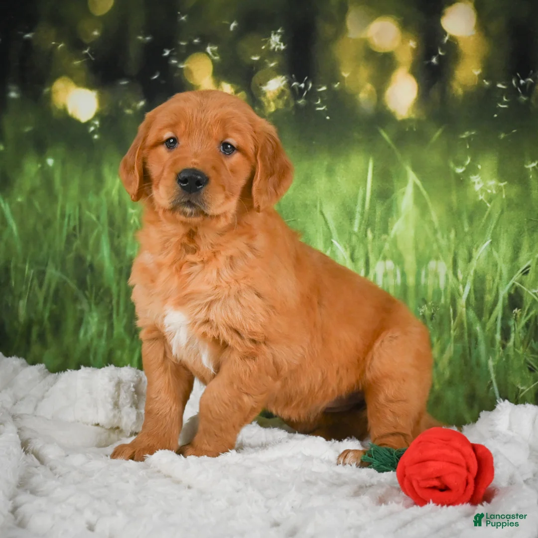 Golden Retriever dogs for sale: Sugar - Ad 2