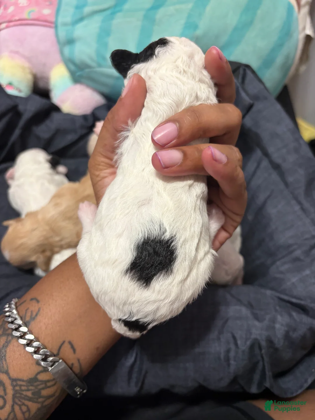 Mixed Breed dogs for sale: Mixed Breed 4 - Ad 1