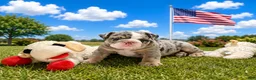 English Bulldog dogs for sale: Tank - Ad 1