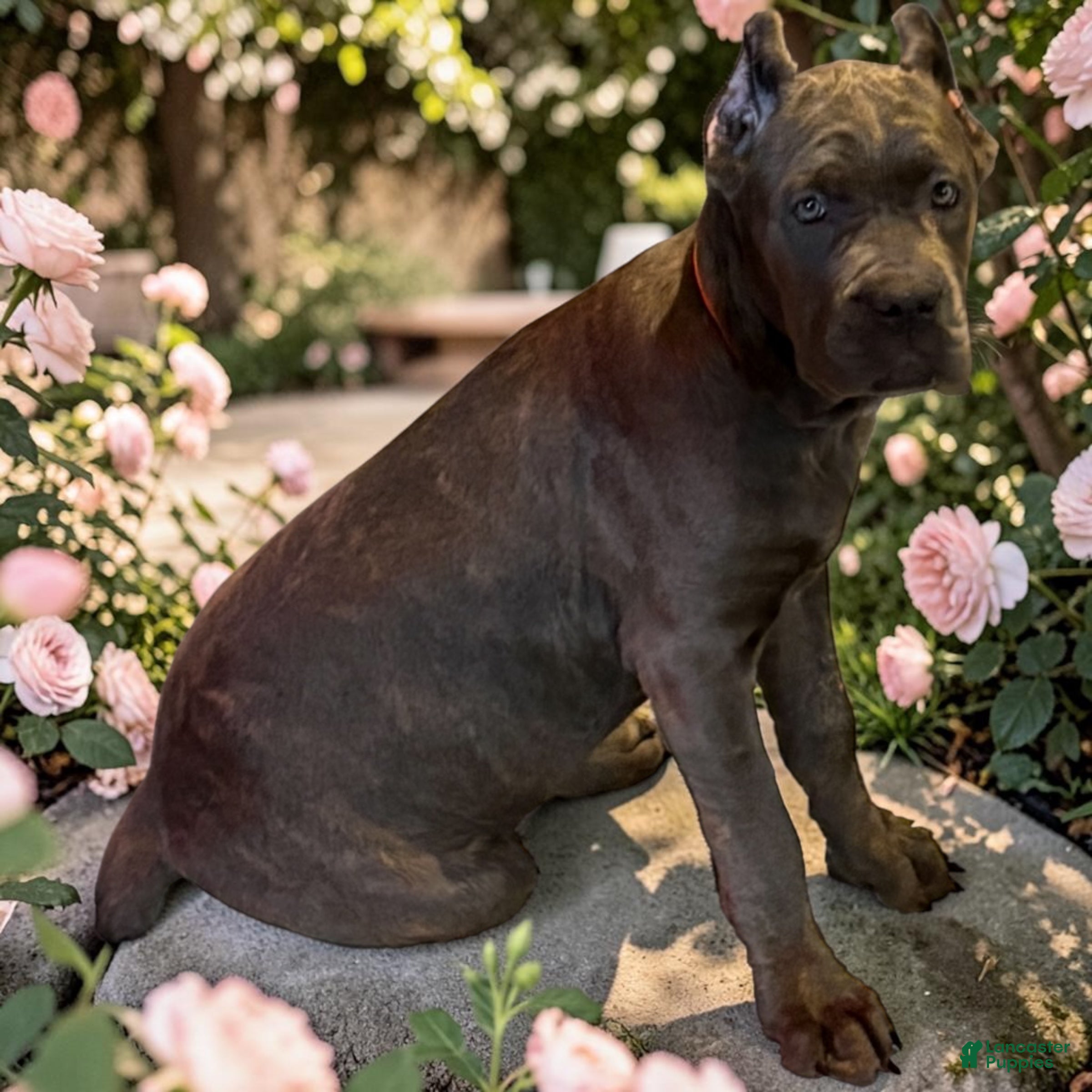 Cane Corso dogs Cane Corso 1 - Ad 11