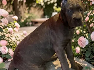 Cane Corso dogs Cane Corso 1 - Ad 11