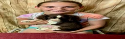 English Springer Spaniel dogs for sale: Mr. Mesquite - Ad 5