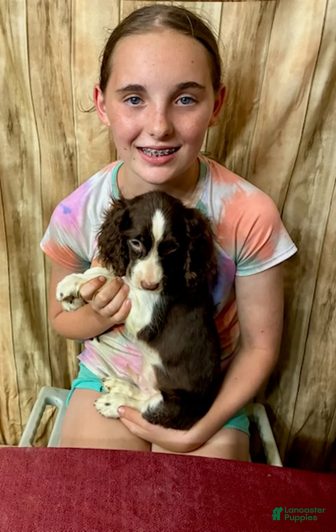 English Springer Spaniel dogs for sale: Mr. Mesquite - Ad 5