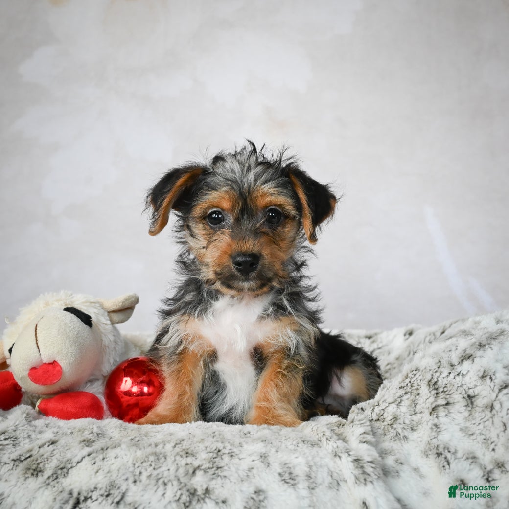 Yorkshire Terrier dogs Jerry - Ad 37