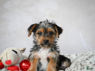Yorkshire Terrier dogs Jerry - Ad 37