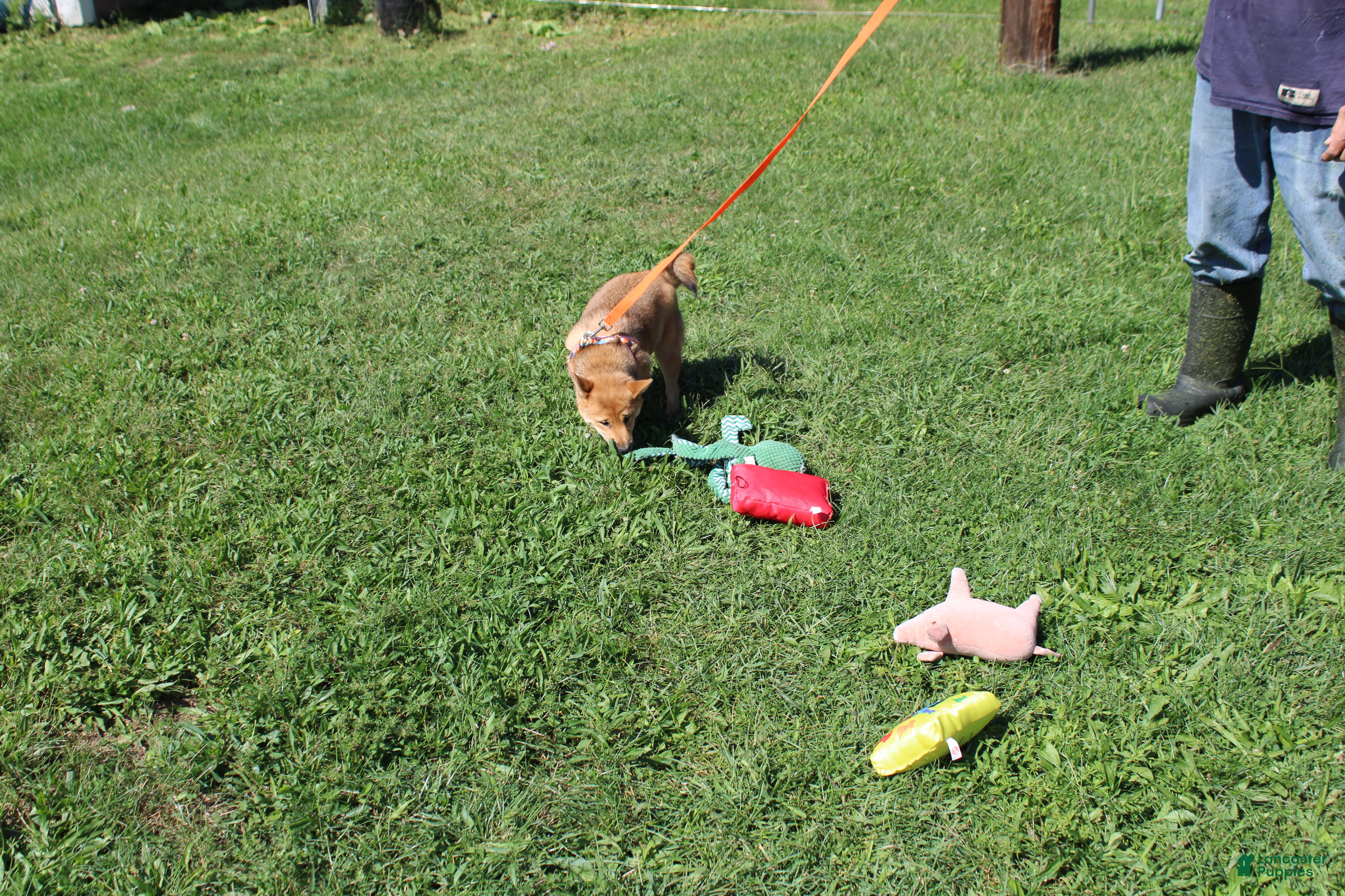 Shiba Inu dogs KitKat - Ad 2