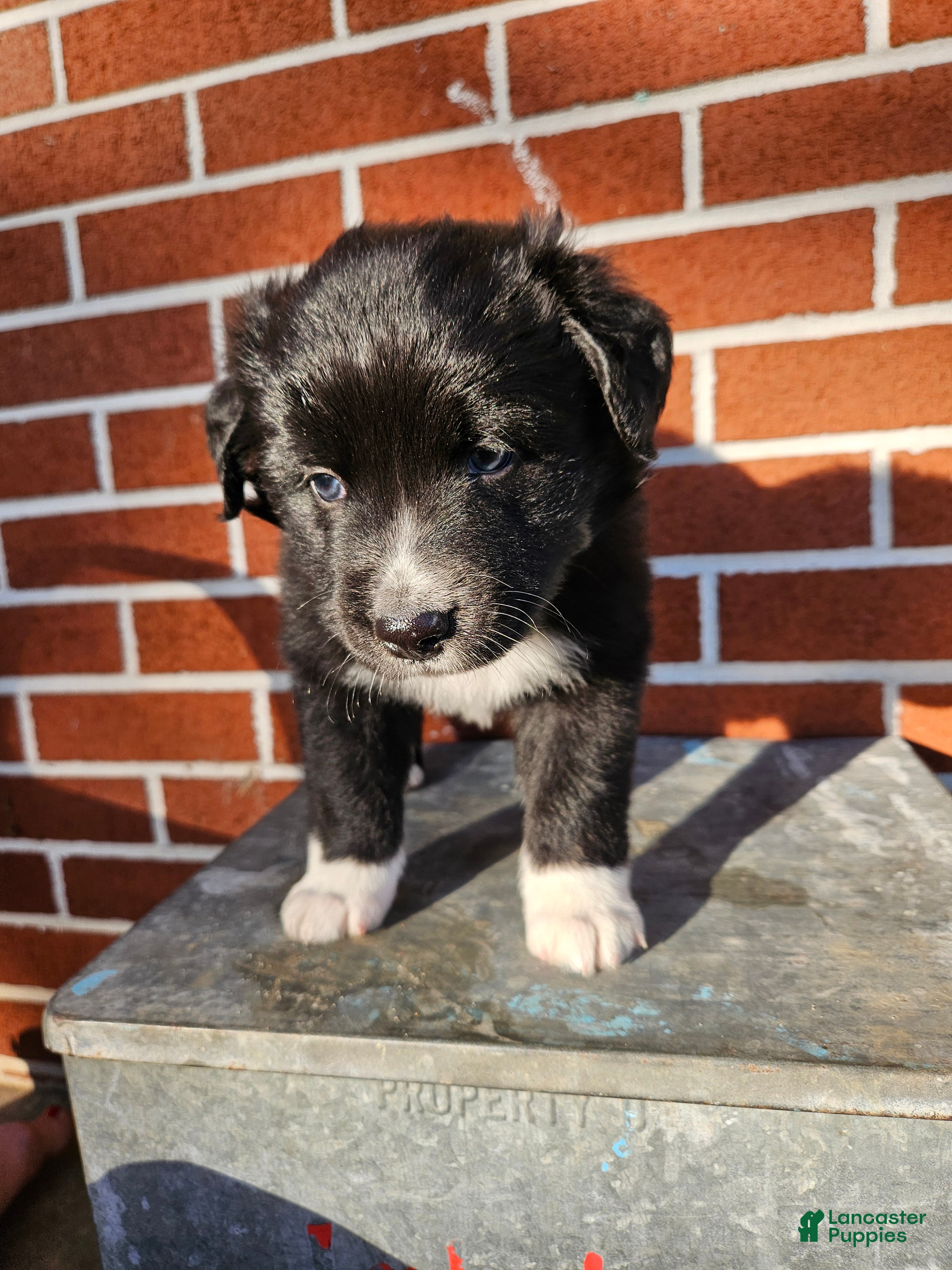Mixed Breed dogs Wheeler - Ad 24