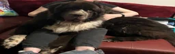 Newfoundland dogs for sale: Sparrow - Ad 8
