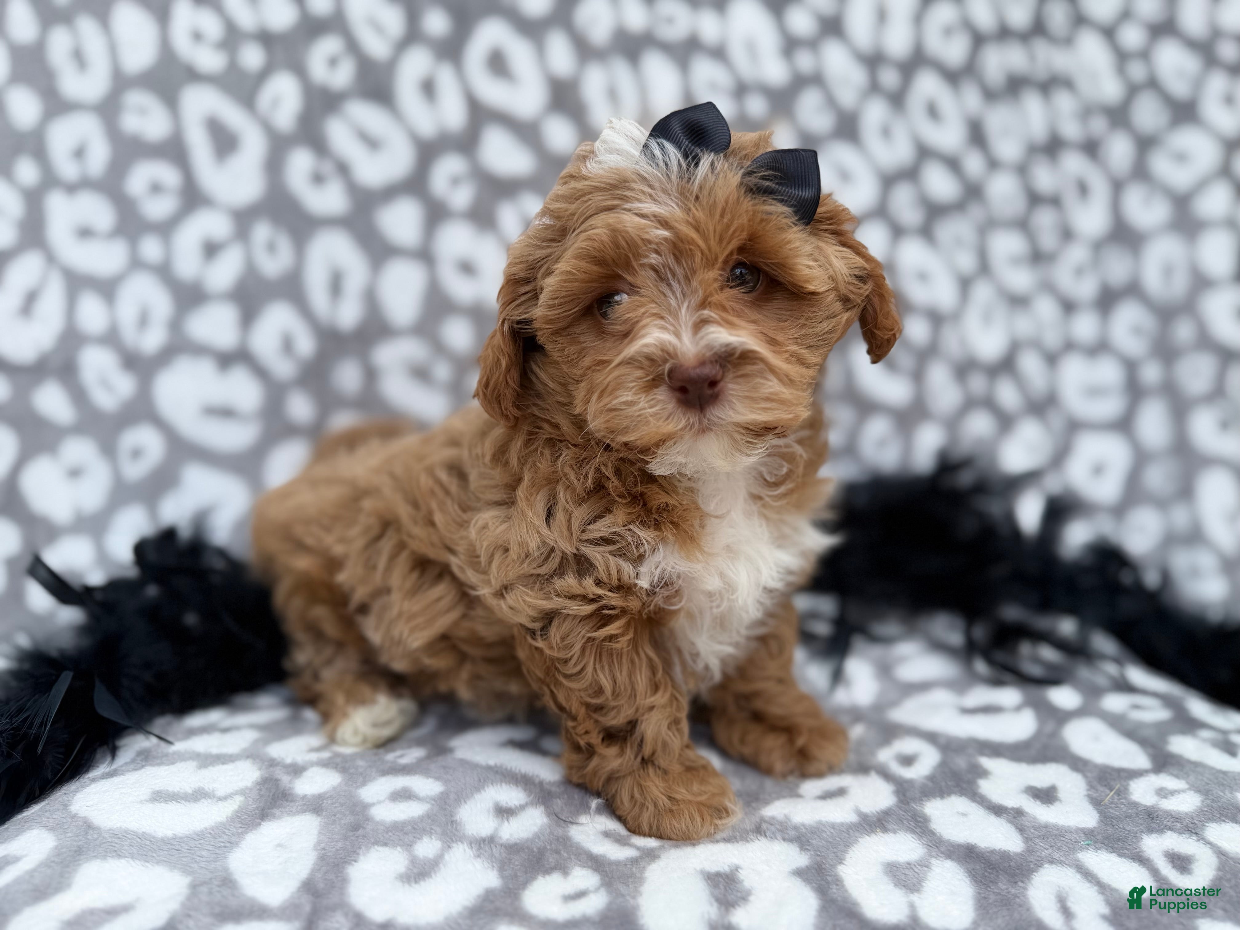 Shihpoo dogs Harley - Ad 9