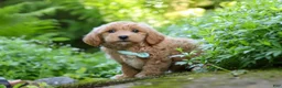 Maltipoo dogs for sale: Christopher - Ad 6