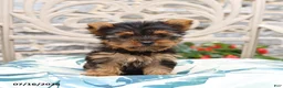 Yorkshire Terrier dogs for sale: Biscuit - Ad 4