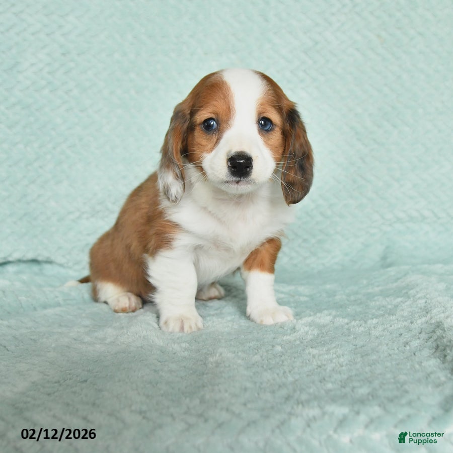 Miniature Dachshund dogs Dreamer - Ad 28